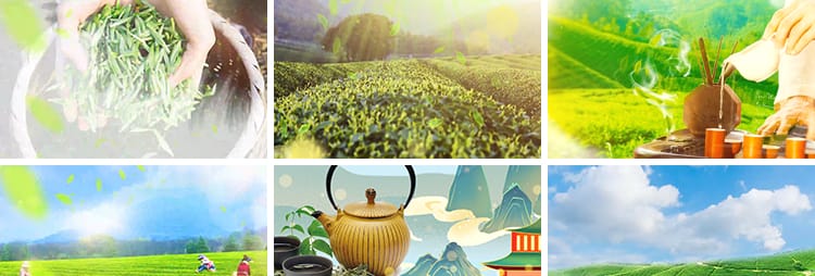 茶叶飘叶中国风茶园采茶山品茶茶田茶艺表演舞台LED背景视频素材