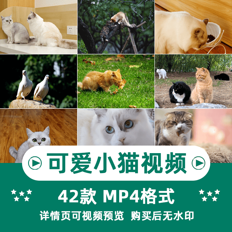 小猫可爱动物横版高清抖音自媒体pr剪辑背景视频素材