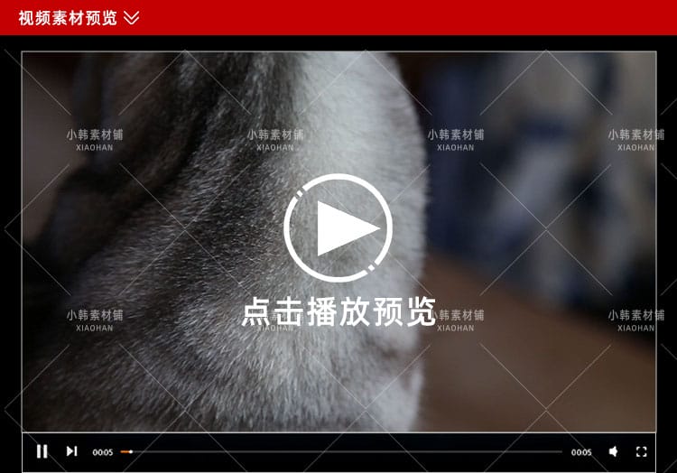 小猫可爱动物横版高清抖音自媒体pr剪辑背景视频素材