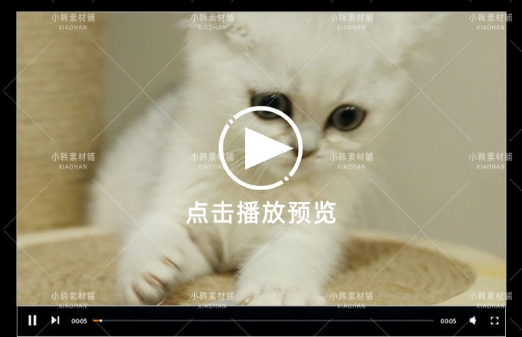 小猫可爱动物横版高清抖音自媒体pr剪辑背景视频素材