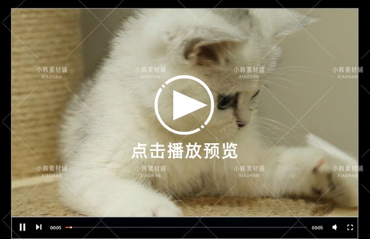 小猫可爱动物横版高清抖音自媒体pr剪辑背景视频素材