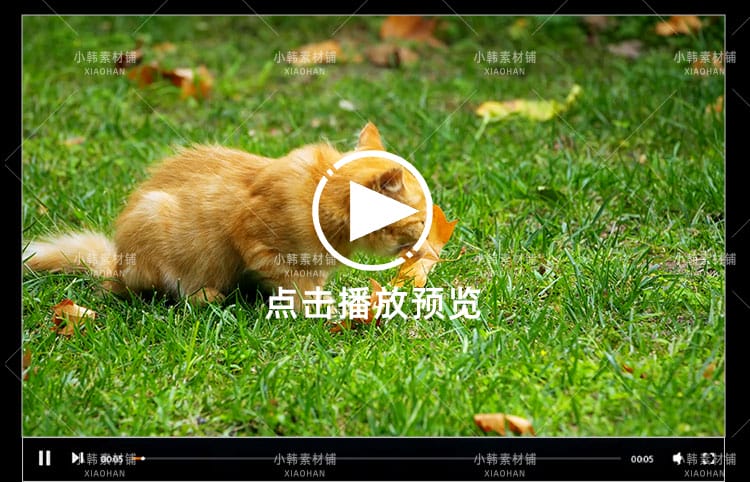 小猫可爱动物横版高清抖音自媒体pr剪辑背景视频素材