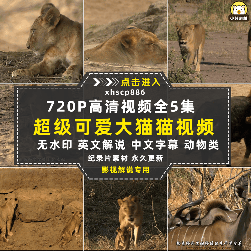 国家地理野生动物纪录片超级大猫全5集中视频自媒体解说视频素材