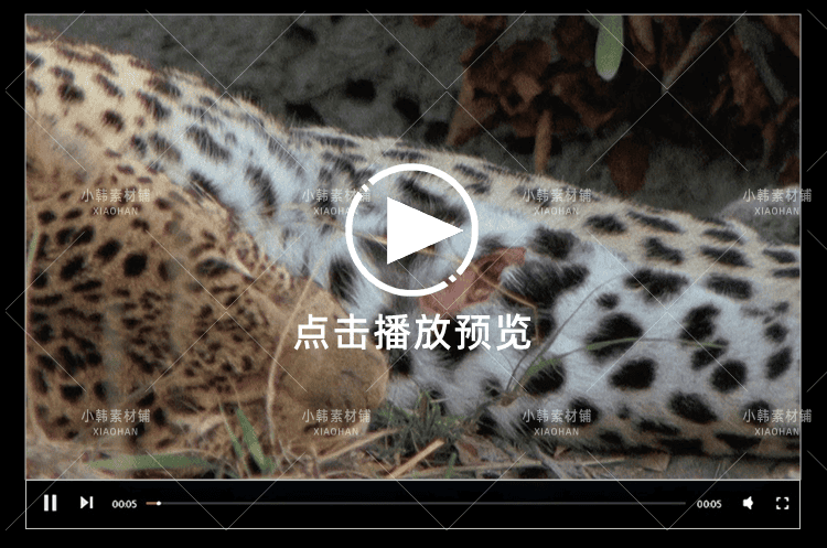 国家地理野生动物纪录片超级大猫全5集中视频自媒体解说视频素材