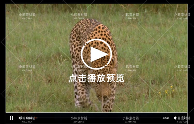 国家地理野生动物纪录片超级大猫全5集中视频自媒体解说视频素材