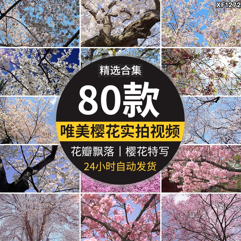 樱花树枝花海唯美浪漫花瓣飘飞春天风景粉色白色实拍空境视频素材