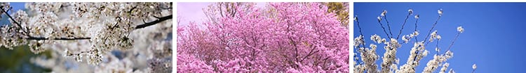 樱花树枝花海唯美浪漫花瓣飘飞春天风景粉色白色实拍空境视频素材