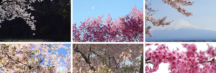 樱花树枝花海唯美浪漫花瓣飘飞春天风景粉色白色实拍空境视频素材