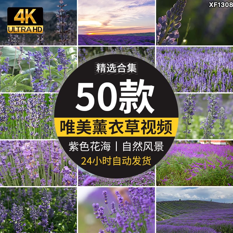 唯美景紫色薰衣草庄园田园实拍特写镜头花海自然风景剪辑视频素材
