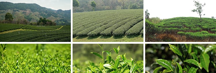 茶园采茶嫩绿色茶树特写茶艺文化茶道泡茶山红茶喝茶采摘视频素材