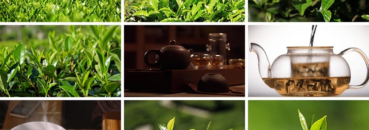 茶园采茶嫩绿色茶树特写茶艺文化茶道泡茶山红茶喝茶采摘视频素材