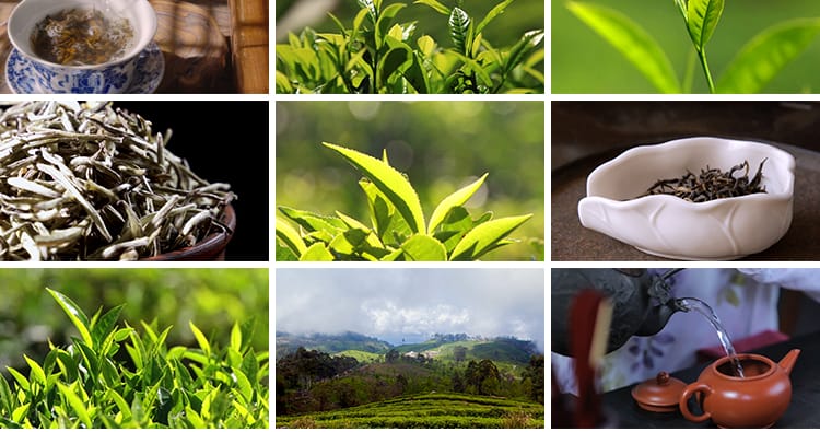 茶园采茶嫩绿色茶树特写茶艺文化茶道泡茶山红茶喝茶采摘视频素材