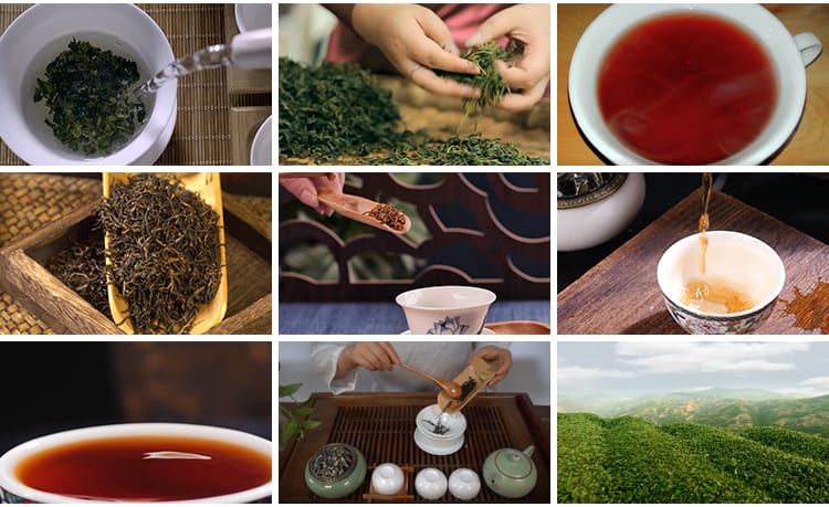 茶园采茶嫩绿色茶树特写茶艺文化茶道泡茶山红茶喝茶采摘视频素材