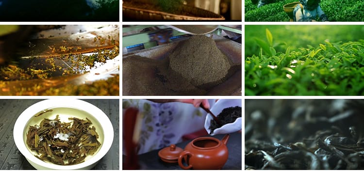 茶园采茶嫩绿色茶树特写茶艺文化茶道泡茶山红茶喝茶采摘视频素材