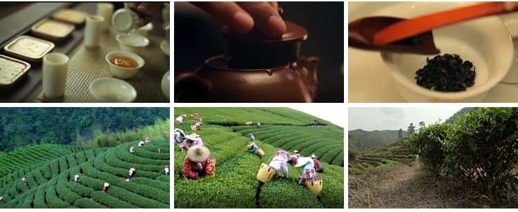 茶园采茶嫩绿色茶树特写茶艺文化茶道泡茶山红茶喝茶采摘视频素材