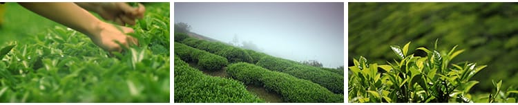 茶园采茶嫩绿色茶树特写茶艺文化茶道泡茶山红茶喝茶采摘视频素材