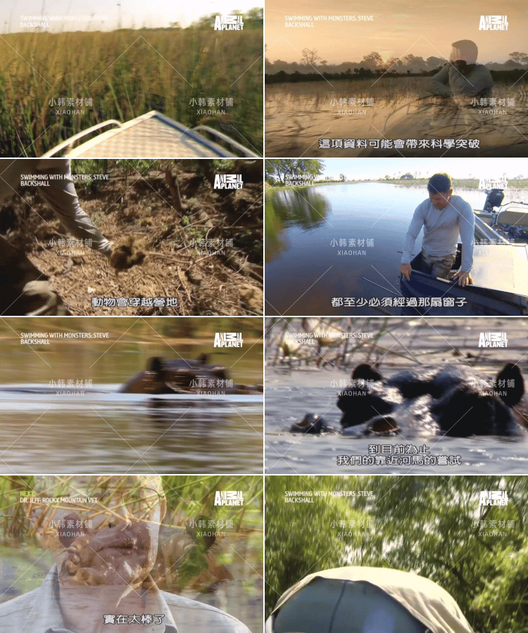 野生动物研究纪录片与怪物一起游泳中视频自媒体解说高清视频素材