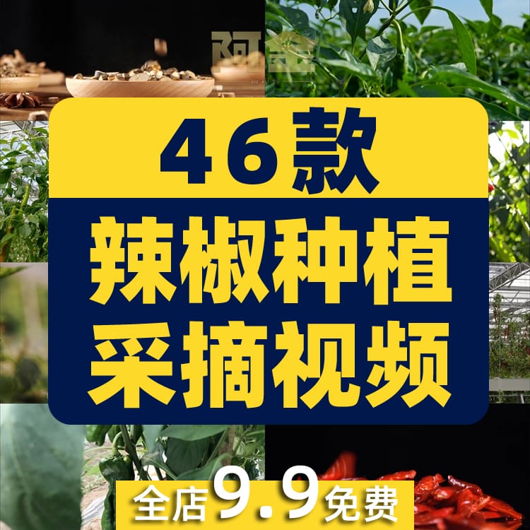 晾晒红辣椒小米农业种植收获采摘青辣椒抖音视频高清实拍素材剪辑