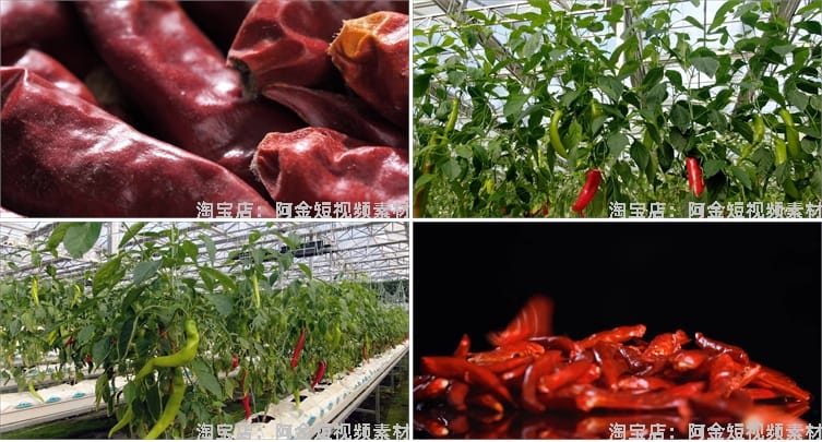 晾晒红辣椒小米农业种植收获采摘青辣椒抖音视频高清实拍素材剪辑