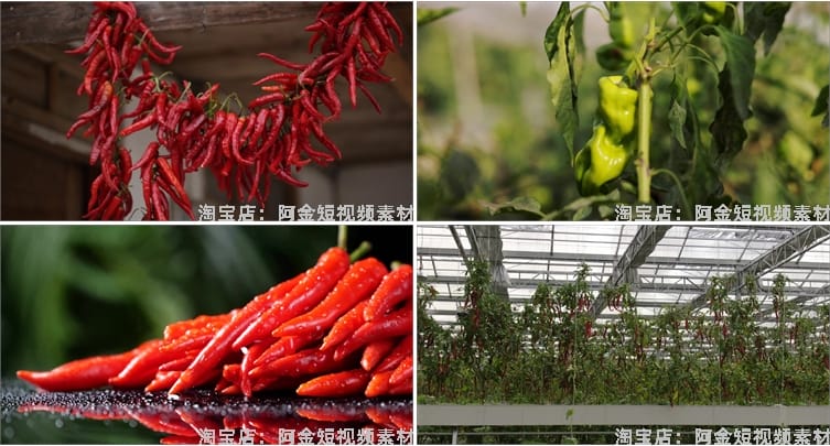 晾晒红辣椒小米农业种植收获采摘青辣椒抖音视频高清实拍素材剪辑