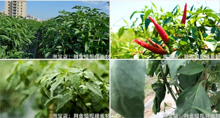 晾晒红辣椒小米农业种植收获采摘青辣椒抖音视频高清实拍素材剪辑