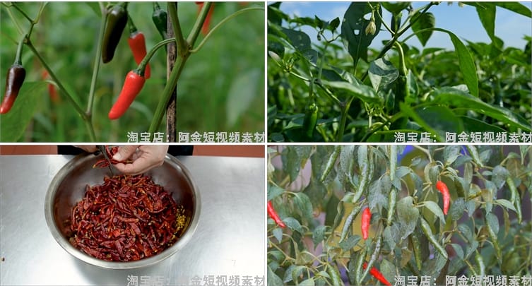 晾晒红辣椒小米农业种植收获采摘青辣椒抖音视频高清实拍素材剪辑