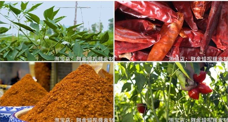 晾晒红辣椒小米农业种植收获采摘青辣椒抖音视频高清实拍素材剪辑