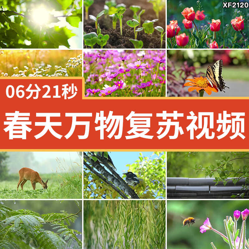 春天万物复苏发芽春暖花开清新树叶植物阳光自然风景实拍视频素材