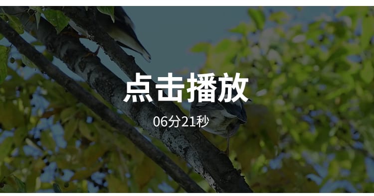 春天万物复苏发芽春暖花开清新树叶植物阳光自然风景实拍视频素材