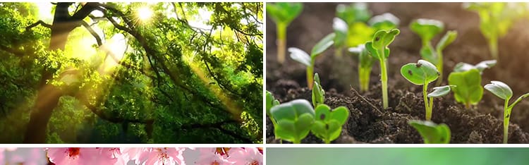 春天万物复苏发芽春暖花开清新树叶植物阳光自然风景实拍视频素材