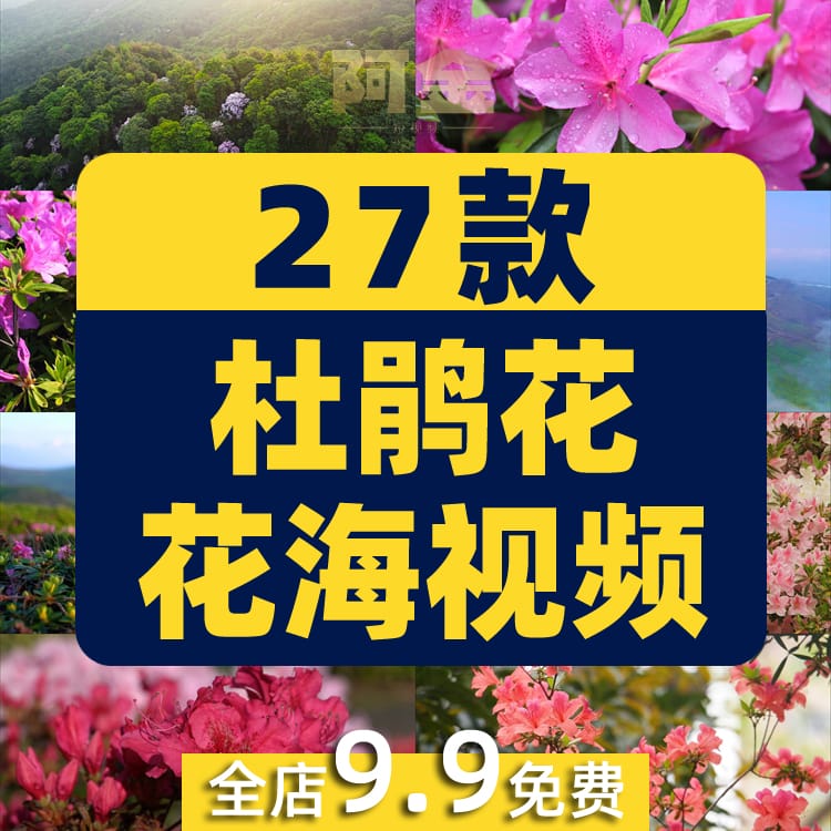 杜鹃花花海盛开春天春暖花开绽放风景素材高清自然实拍短视频背景