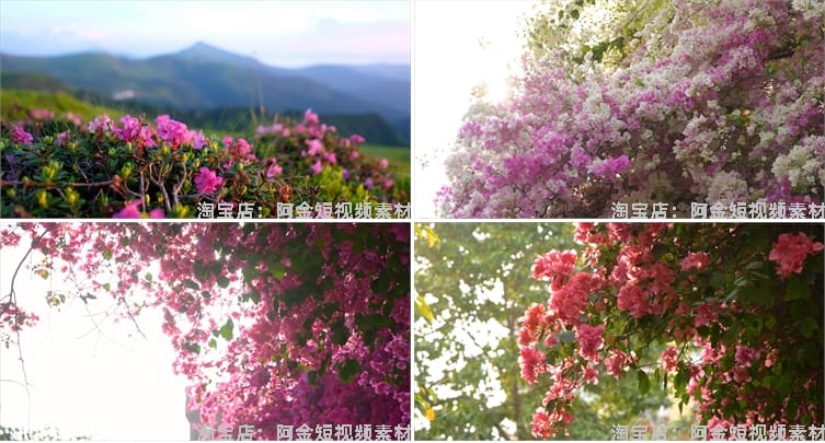 杜鹃花花海盛开春天春暖花开绽放风景素材高清自然实拍短视频背景