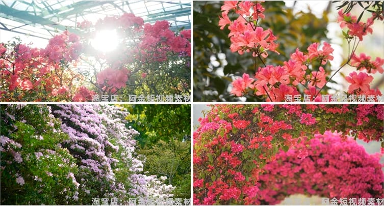 杜鹃花花海盛开春天春暖花开绽放风景素材高清自然实拍短视频背景
