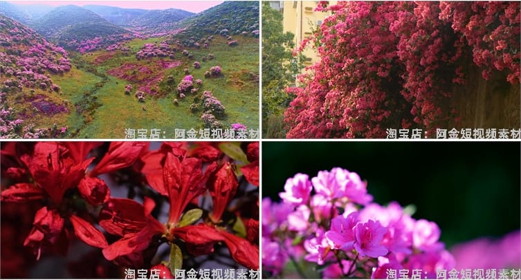 杜鹃花花海盛开春天春暖花开绽放风景素材高清自然实拍短视频背景