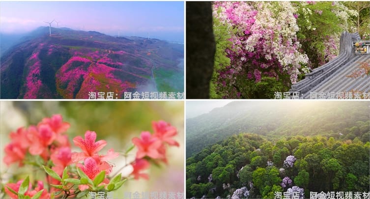 杜鹃花花海盛开春天春暖花开绽放风景素材高清自然实拍短视频背景