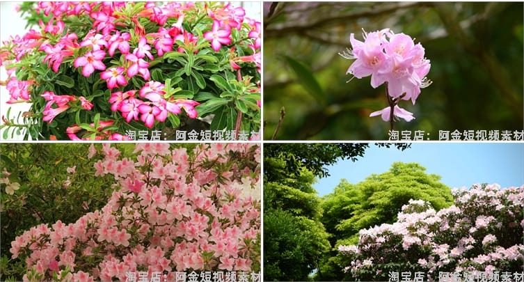 杜鹃花花海盛开春天春暖花开绽放风景素材高清自然实拍短视频背景