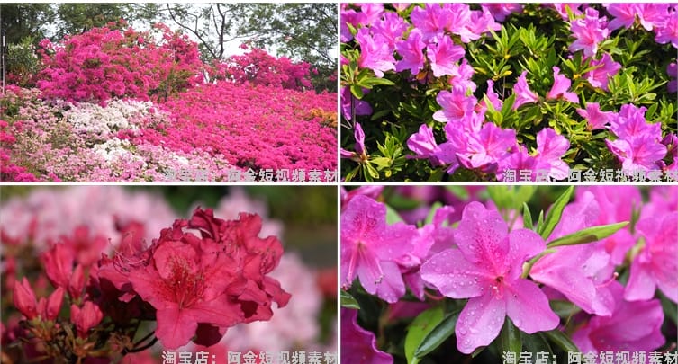 杜鹃花花海盛开春天春暖花开绽放风景素材高清自然实拍短视频背景