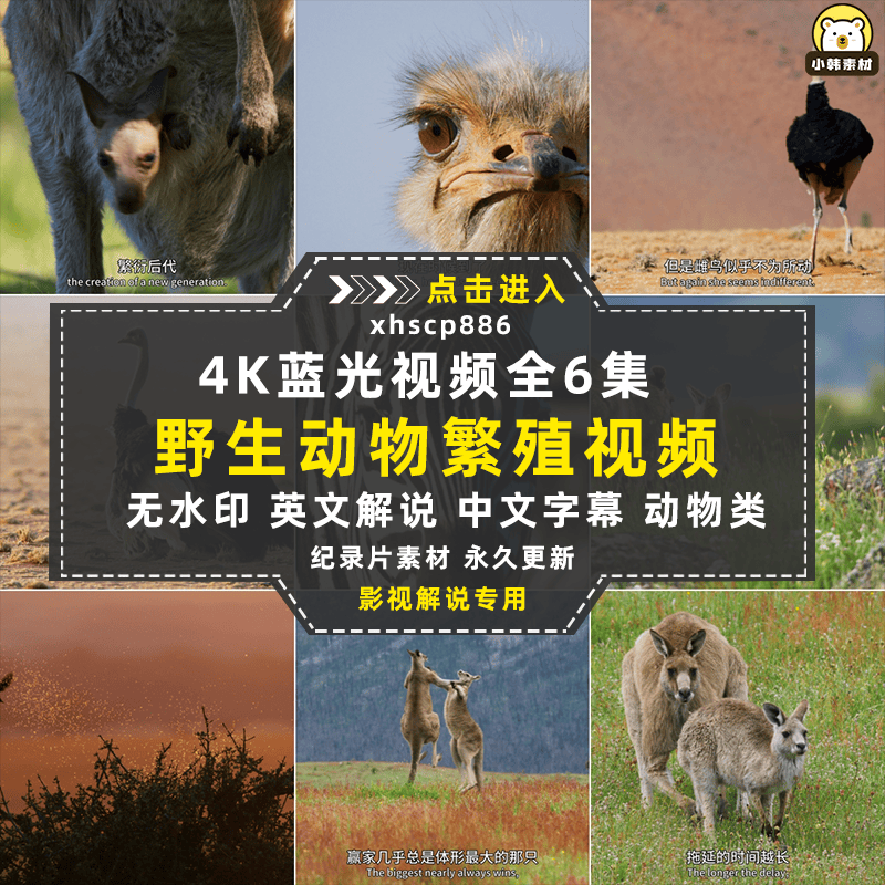野生动物繁殖纪录片求偶游戏中视频自媒体解说高清视频素材