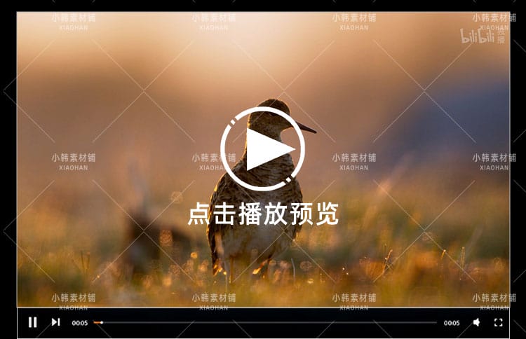 野生动物繁殖纪录片求偶游戏中视频自媒体解说高清视频素材
