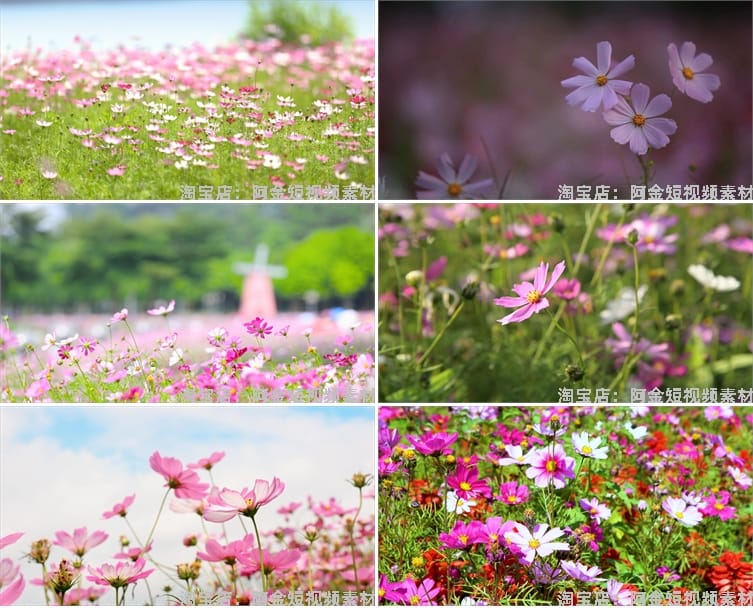 4K格桑花花海短视频素材春天唯美自然风景鲜花花朵盛开实拍背景