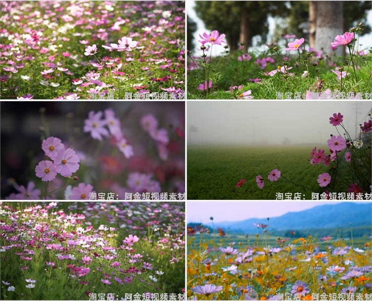 4K格桑花花海短视频素材春天唯美自然风景鲜花花朵盛开实拍背景