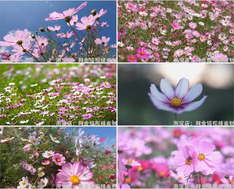 4K格桑花花海短视频素材春天唯美自然风景鲜花花朵盛开实拍背景