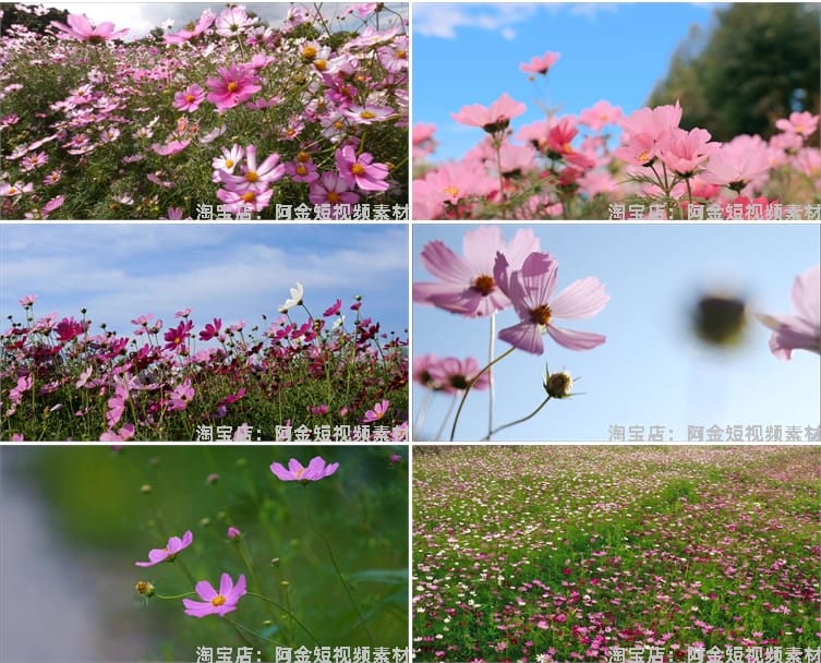 4K格桑花花海短视频素材春天唯美自然风景鲜花花朵盛开实拍背景