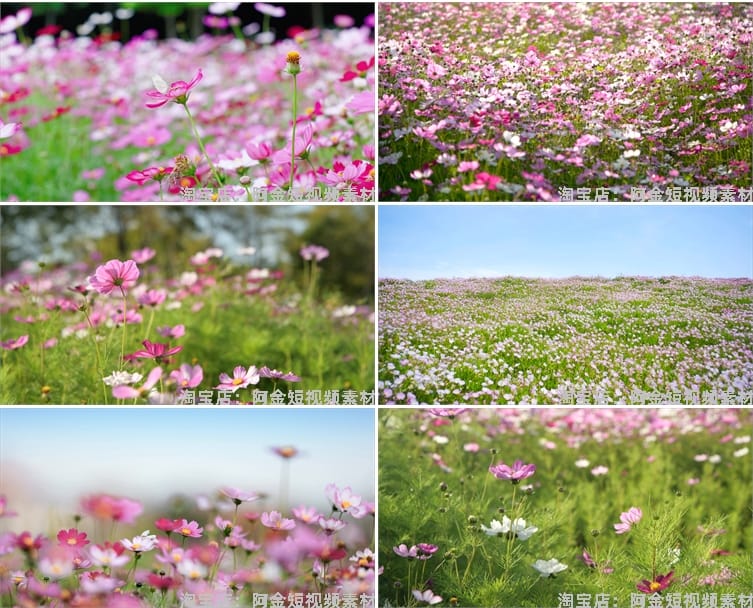 4K格桑花花海短视频素材春天唯美自然风景鲜花花朵盛开实拍背景