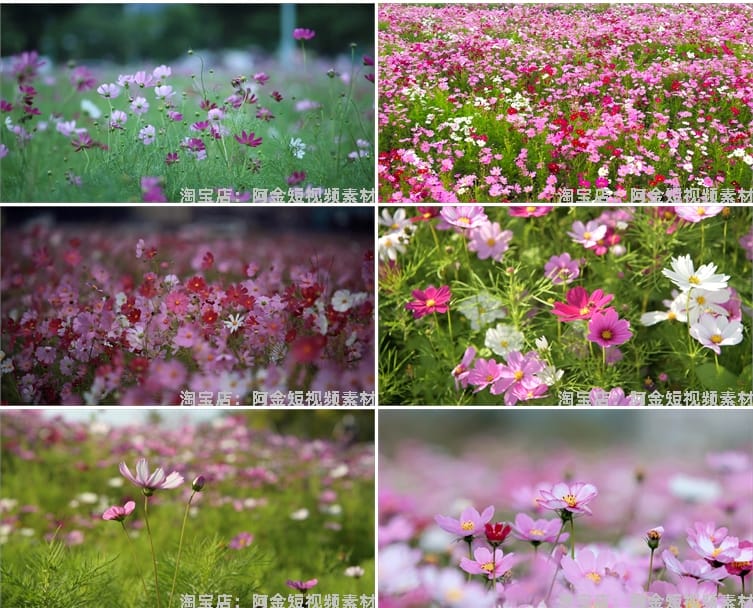4K格桑花花海短视频素材春天唯美自然风景鲜花花朵盛开实拍背景