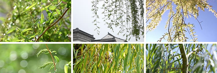 柳树柳芽春风春天春季初春春意垂柳清新绿色杨柳高清实拍视频素材