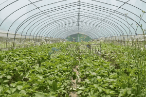 智慧农业大棚技术大棚生产系列视频素材