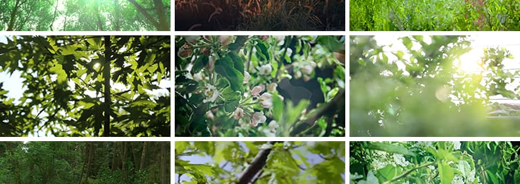 唯美意境空境头小清新春天芦苇自然风景写意树叶阳光实拍视频素材