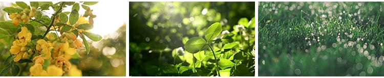 唯美意境空境头小清新春天芦苇自然风景写意树叶阳光实拍视频素材
