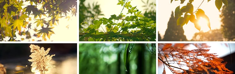 唯美意境空境头小清新春天芦苇自然风景写意树叶阳光实拍视频素材